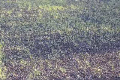 Založení nového trávníku a pravidelné sekání Založení nového trávníku a pravidelné sekání