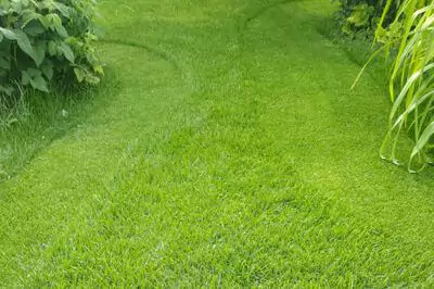 Trávník s celosezónním wow efektem Trávník s celosezónním wow efektem