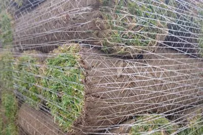 Chcete travní koberec? Chcete trávníkový koberec?